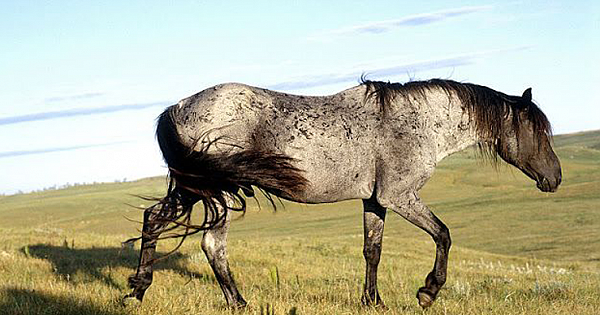 Saving the Nokota horse breed, a descendent from Sitting Bull's horses, from extinction