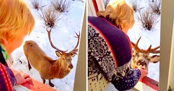 Stag Climb To Elderly Woman's Window Twice A Day For A Snack