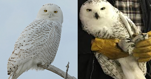 Starving Snowy Owl Rescued By Community Effort On Michigan Island