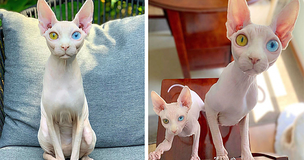 Story Behind One of the Loveliest Instagram Stars – This is Rosie Kitty