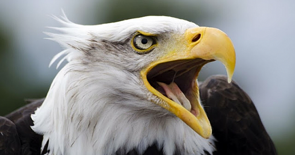 The Bald Eagle Is Back! National Boom In Endangered Birds In San Francisco After Pesticide Ban