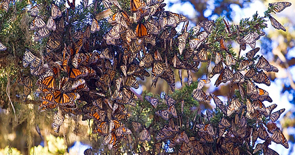 The Magical Place Where You Can Stand Among Millions of Butterflies This Winter