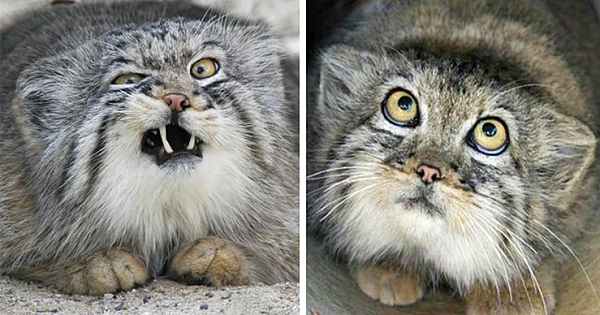 The Manul Cat: World's Most Expressive Cat