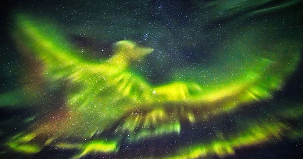 The Northern Lights take on the form of the legendary bird over Iceland