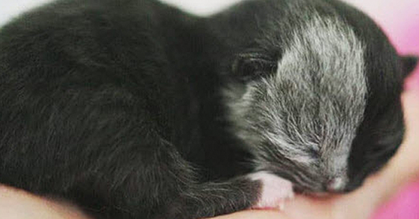 This Kitten Was born With Two Faces But Grew Up To Be The Most Cutest Cat I've Ever Seen