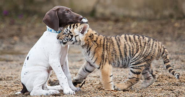 Tiger Cub Rejected By Mother Finds A Best Friend In Little Puppy