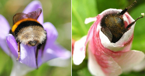 Tired Bumblebees Who Fell Asleep Inside Flowers With Pollen On Their Butts