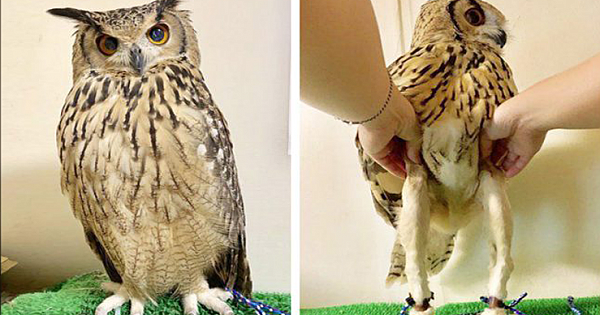 Turns Out, Owls Have A Pair Of Slender Legs Under All Their Fluff