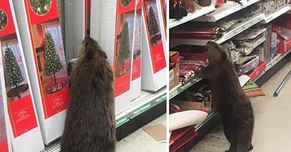 Wild Beaver Spotted In Supermarket Looking For A Christmas Tree