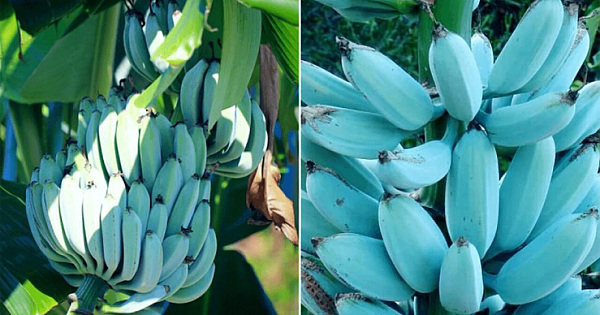 You Can Grow These Delicious Blue Bananas Taste Like Vanilla Ice Cream