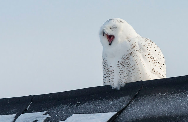 Perfect Timing Pics: Awkwardly Cute Moments With Owls
