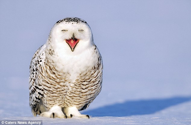Perfect Timing Pics: Awkwardly Cute Moments With Owls