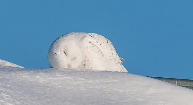 Perfect Timing Pics: Awkwardly Cute Moments With Owls