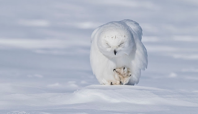 Perfect Timing Pics: Awkwardly Cute Moments With Owls