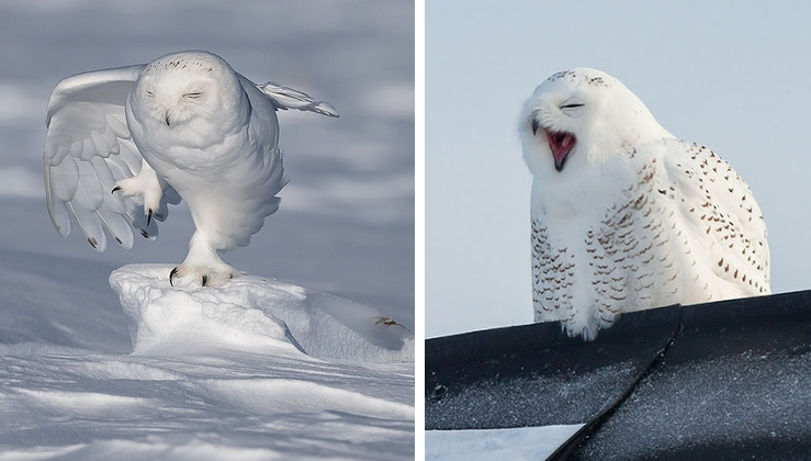 Perfect Timing Pics: Awkwardly Cute Moments With Owls