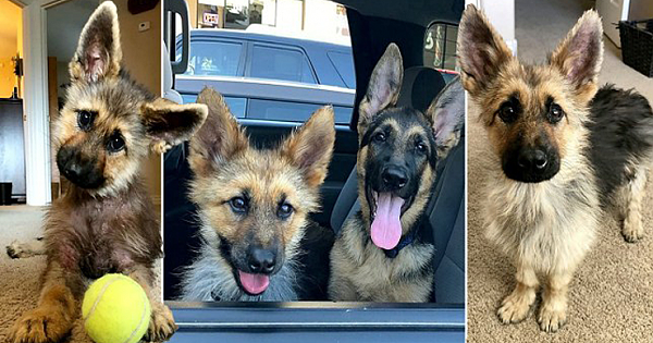 2-Year-Old German Shepherd With Dwarfism Will Always Look Like A Tiny Puppy