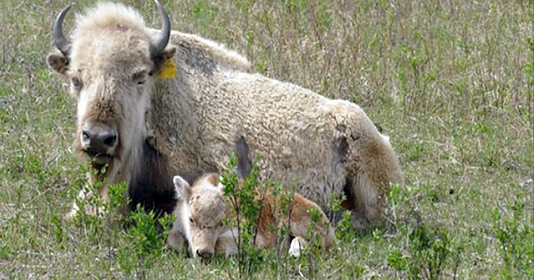 A Rare White Bison Was Born Into A Herd Belonging To The Sioux Valley Dakota Nation