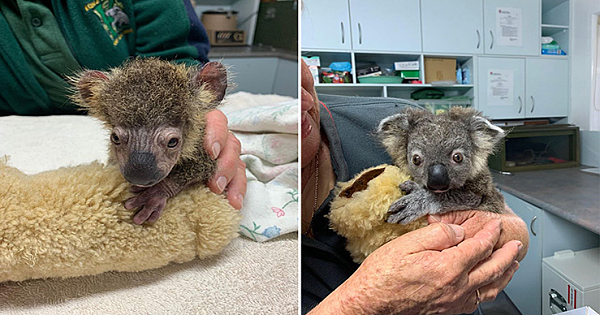 Adorable Baby Koala Makes Amazing Recovery After Nearly Dying In Australian Bushfire