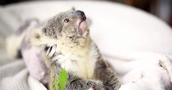 Adorable Baby Koala Poses For Its First Photoshoot – The Results Won Everyone's Heart