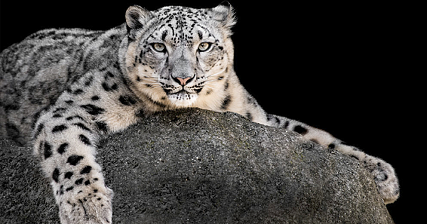 Artificial Intelligence Could Save The Snow Leopard Species From Extinction
