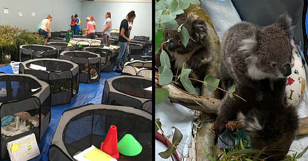Australian School Sets Up Makeshift Koala Shelter