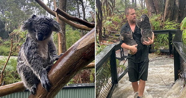 Australian Wildlife Sanctuary Rush To Save Animals After Torrential Rain Caused Flash Flooding
