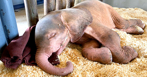 Baby Albino Eelephant Who Was Trapped In Snare For Days Is So Happy To Finally Be Safe