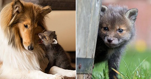 Baby Fox Loses Mom In Car Accident, Gets Adopted By Dog
