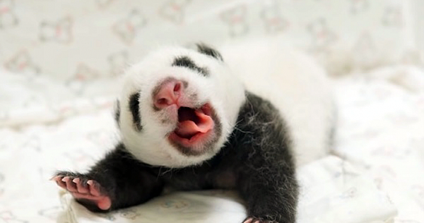 Baby Panda Reunites With Mom After Month Apart