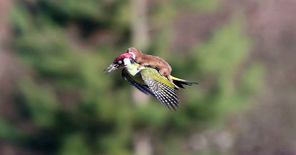 Baby Weasel Takes A Magical Ride On Woodpecker's Back