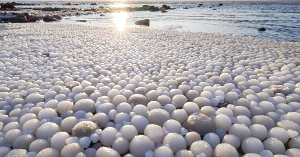Beach Found Covered In Thousands Of Mystery 'ice eggs'