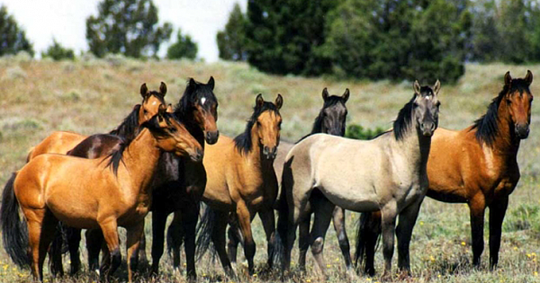 Beloved Wild Horses in Arizona Are Officially Protected