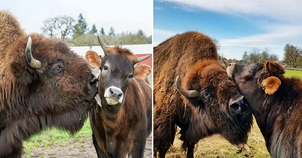 Blind And Lonely Bison Was Ignored By All Other Animals – Until She Met Oliver