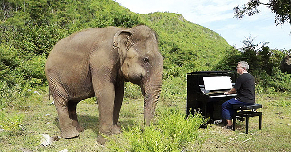 Blind Elephant Starts To Dance Once She Hears The Pianist Playing To Comfort Her