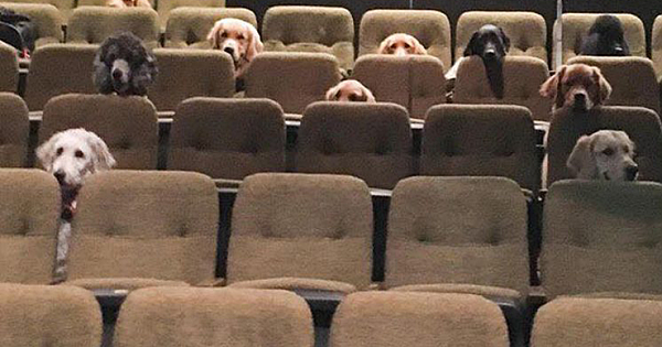 Canadian Service Dogs Had To Watch A Live Musical As Part Of Their Training, And Their Photo Goes Viral