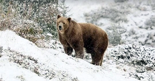 Circus Bear Caged For 7 Years Sees Snow For 1st Time Since Freedom