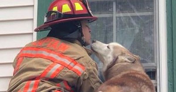 Dog Kisses Firefighter Who Rescued Him From Roof