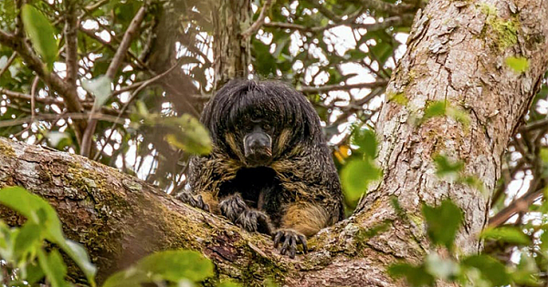 Elusive Amazon Animal Spotted Alive For The First Time In 80 Years