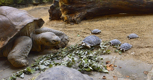 Endangered 80 Year Old Tortoise Becomes A First-time Mom