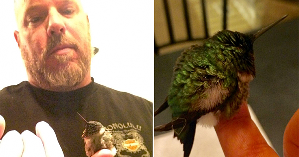 Every Year, Rescued Hummingbird Visits The Man Who Saved Its Life