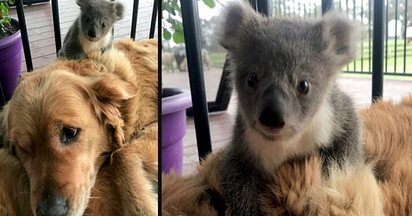 Golden Retriever Comes Home With A Baby Koala Whose Life She Just Saved