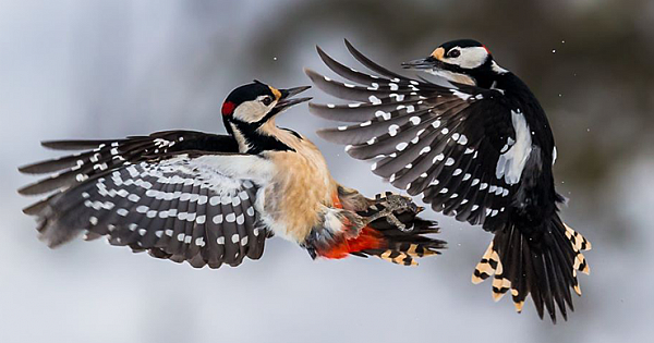 Great Spotted Woodpeckers May Recognize Each Other Individually By Drumming Rhythms