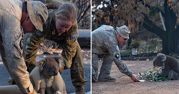 Heartwarming Moment New Zealand Army Engineers Comfort A Confused Koala