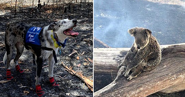 Hero Border Collie Braves Australian Bushfires To Rescue Koalas