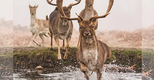 Hunter Dies After Being Attacked By Deer He Thought Was Dead