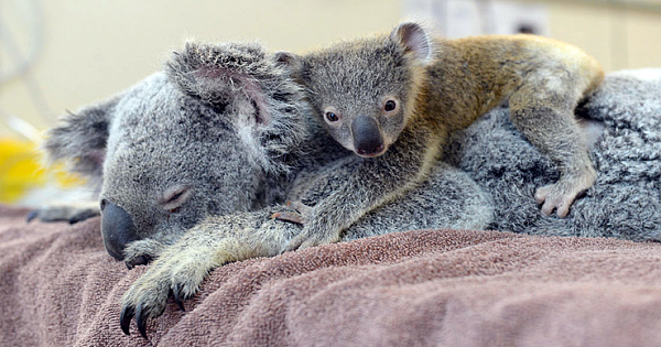 "I'm Not Leaving You, Mama!" This Is What Love Looks Like