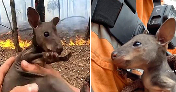 Instagram Model Turns Amateur Firefighter – Rescues Baby Kangaroo From Australia Bushfires