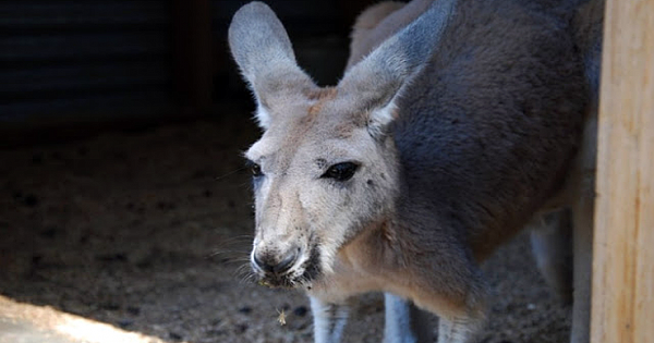 Kangaroo Dies In Chinese Zoo After Visitors Throw Rocks 'To Make It Hop'