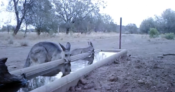 Kind-hearted Australian Farmer Set Up A Drinking Pool For Wildlife During Bushfire Crisis