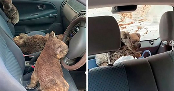 Kind-hearted Save As Many Koalas As They Can By Driving Around And Searching For All The Live Ones